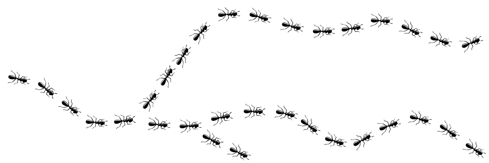 Ant Trail Illustration